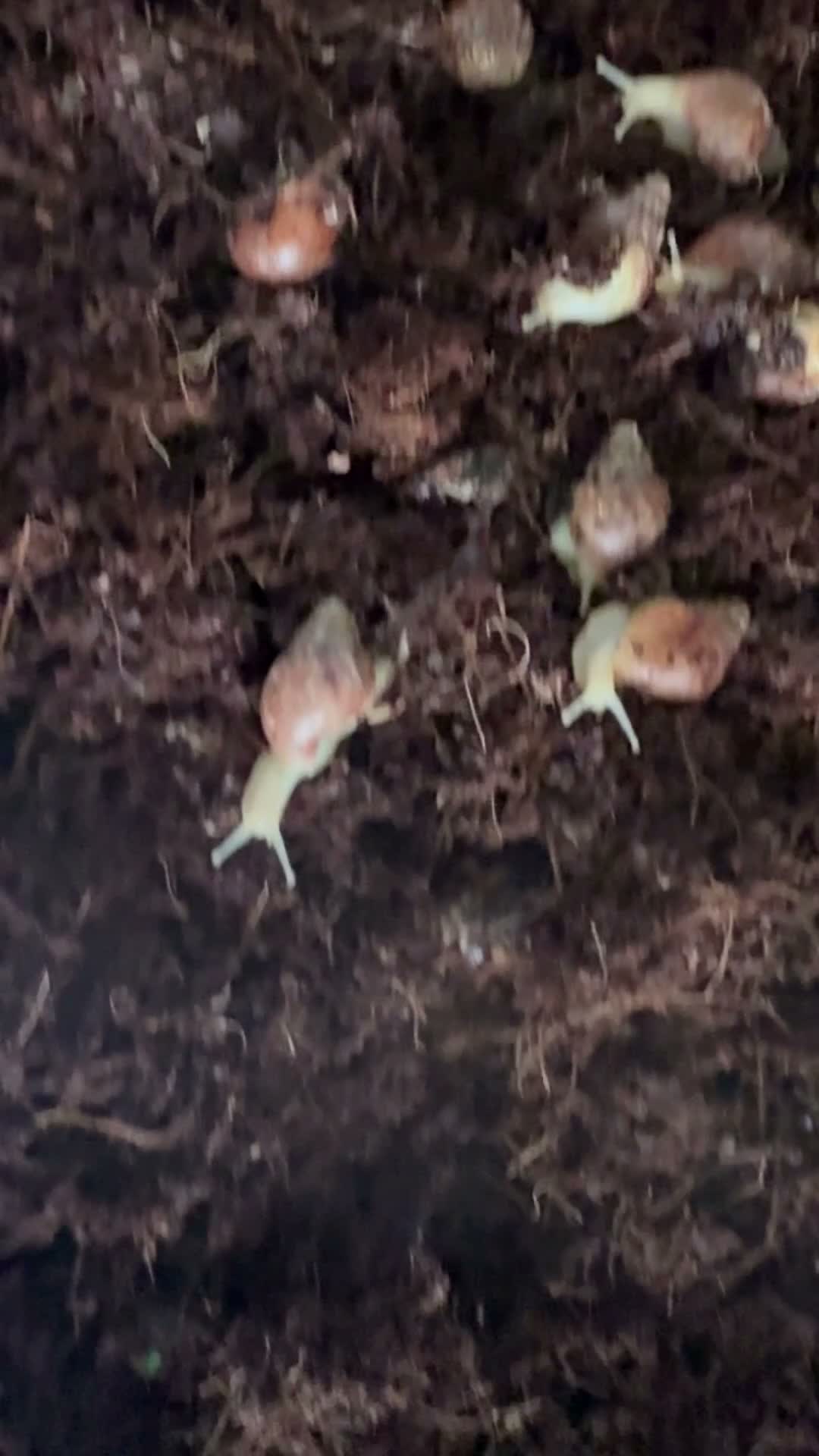 Snails invertebrates for sale: Giant African land snails (GALS)  - Video 2