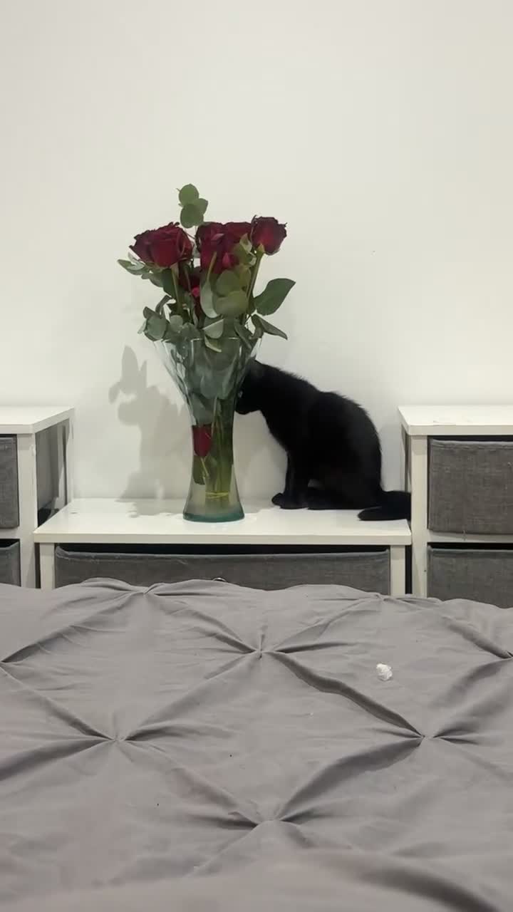 Mixed Breed cats for sale: Black Male Kitten - Last of his litter.  - Video 4