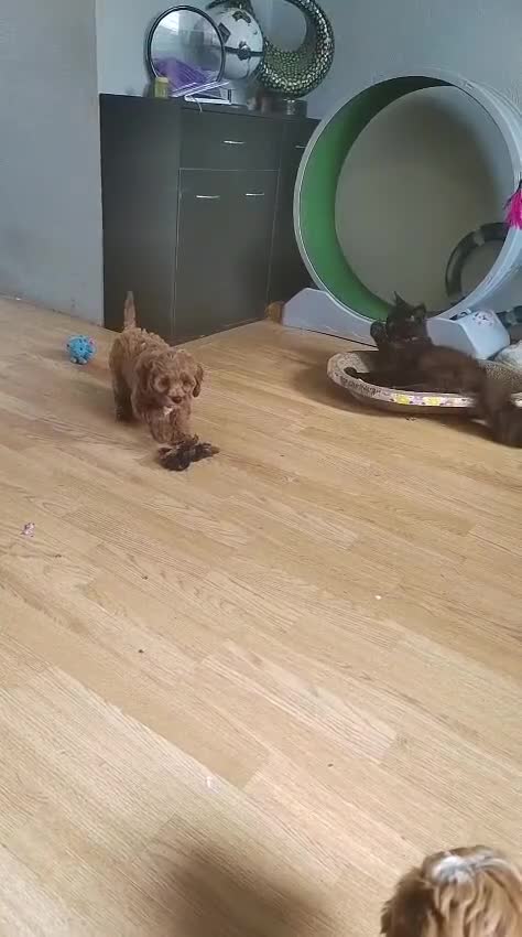 Cavapoo dogs for sale: Reserved pendling collection  - Video 2