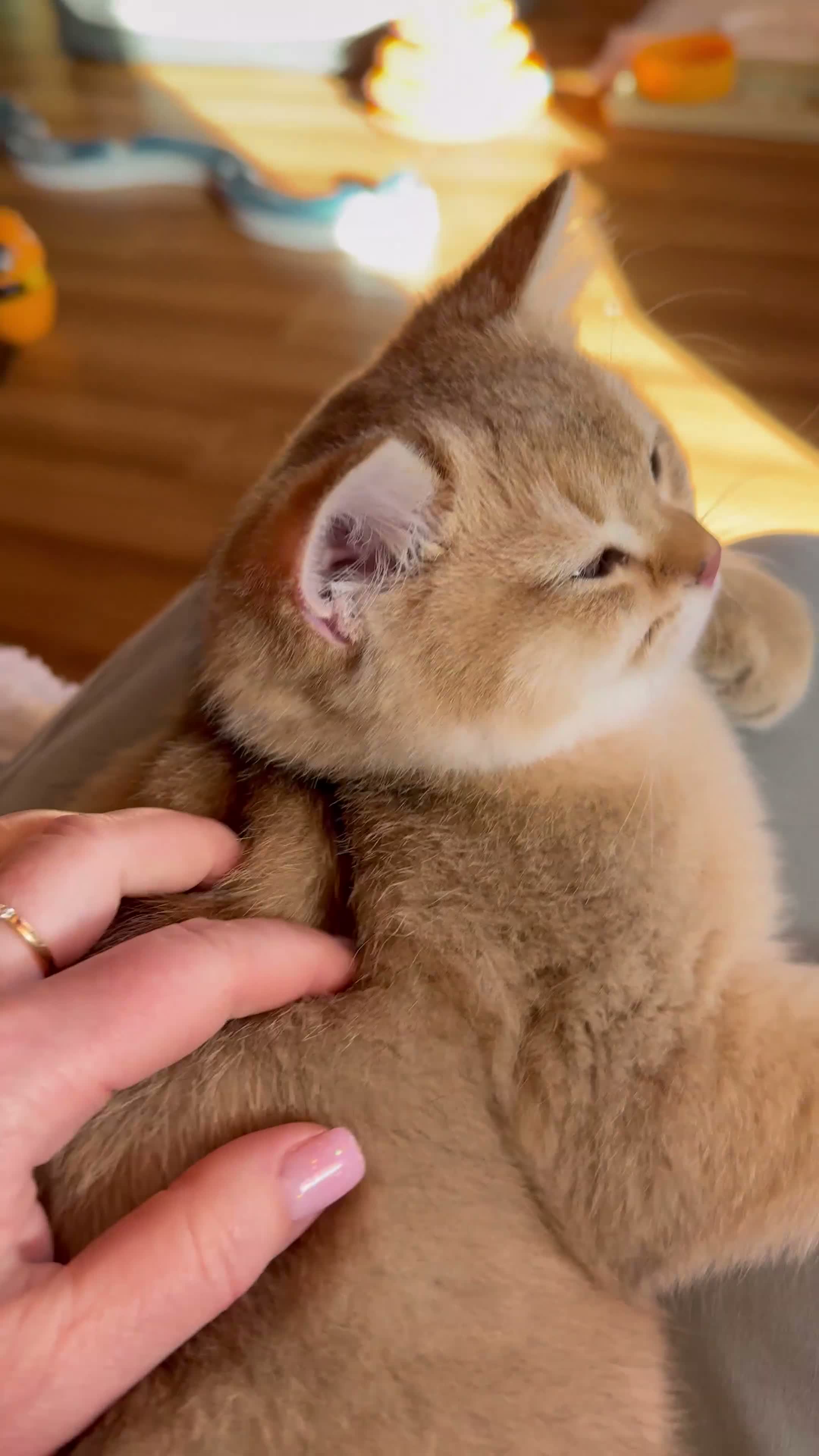 British Shorthair cats for sale: Ready Show quality golden chinchillas - Video 1