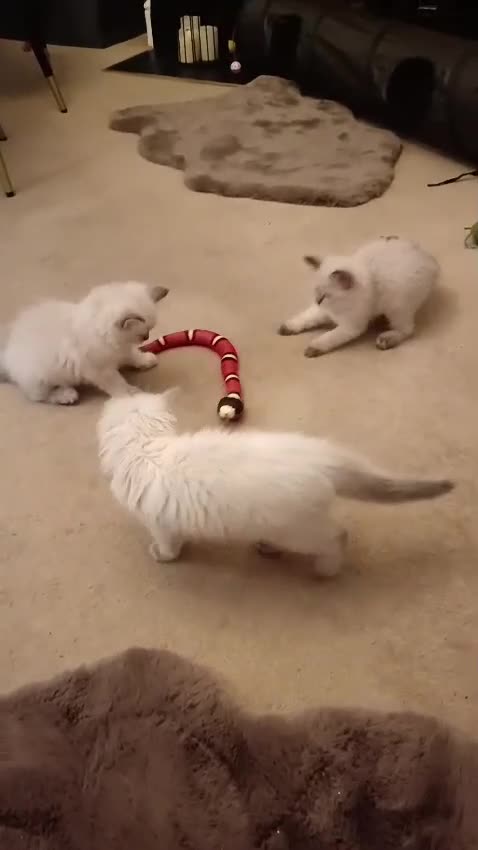 Ragdoll cats for sale: ❤️Amazing Pure Ragdoll Girls Waiting Loving Family - Video 3