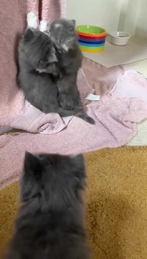 Ragdoll cats for sale: X3 Ragdoll Persian Cross Kittens. 1 boy/2 girls - Video 1