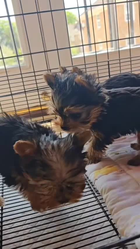 Yorkshire Terrier dogs for sale: The last boy waiting for you - Video 1