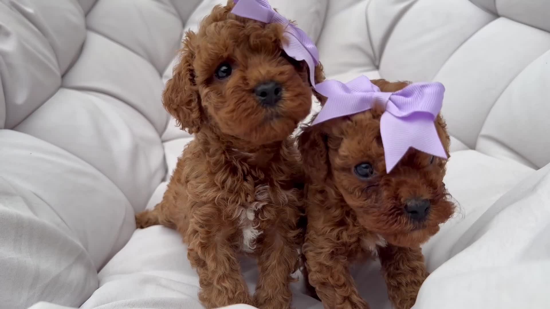 Cavapoo dogs for sale: Reduced F1b Toy Cavapoo girl health tested parents - Video 1