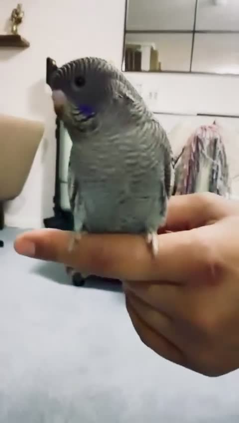 Budgerigars birds for sale: Beautiful bf split bw/helicopter babies available  - Video 3