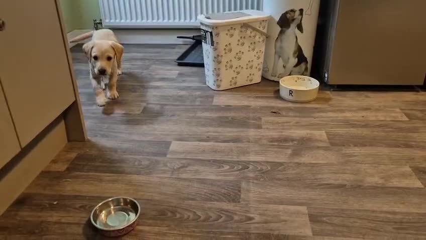 Labradoodle dogs for sale: Labrador cross puppies for sale  - Video 2