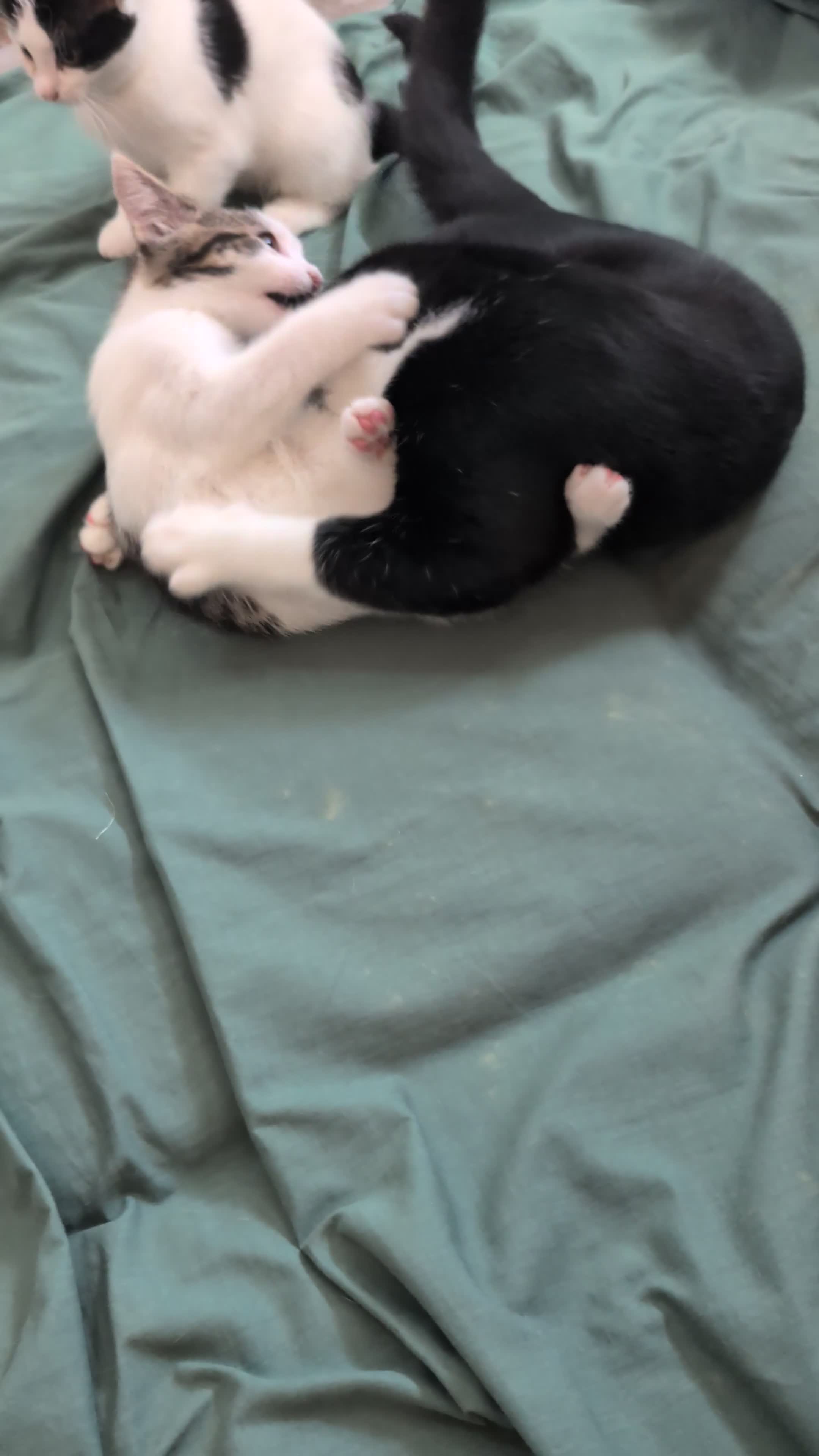 American Shorthair cats for sale: Cute American Shorthair kittens, 2M and 2F - Video 1