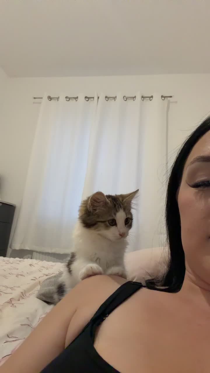 Mixed Breed cats for sale: Female Kitten For Sale  - Video 1
