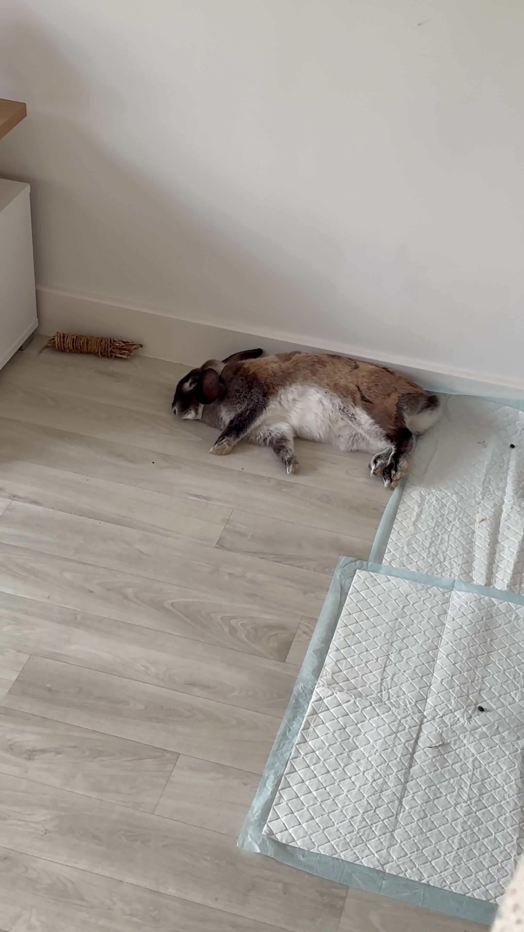 Mixed Breed rabbits for sale: Rescue looking for a loving home in Plymouth - Video 1