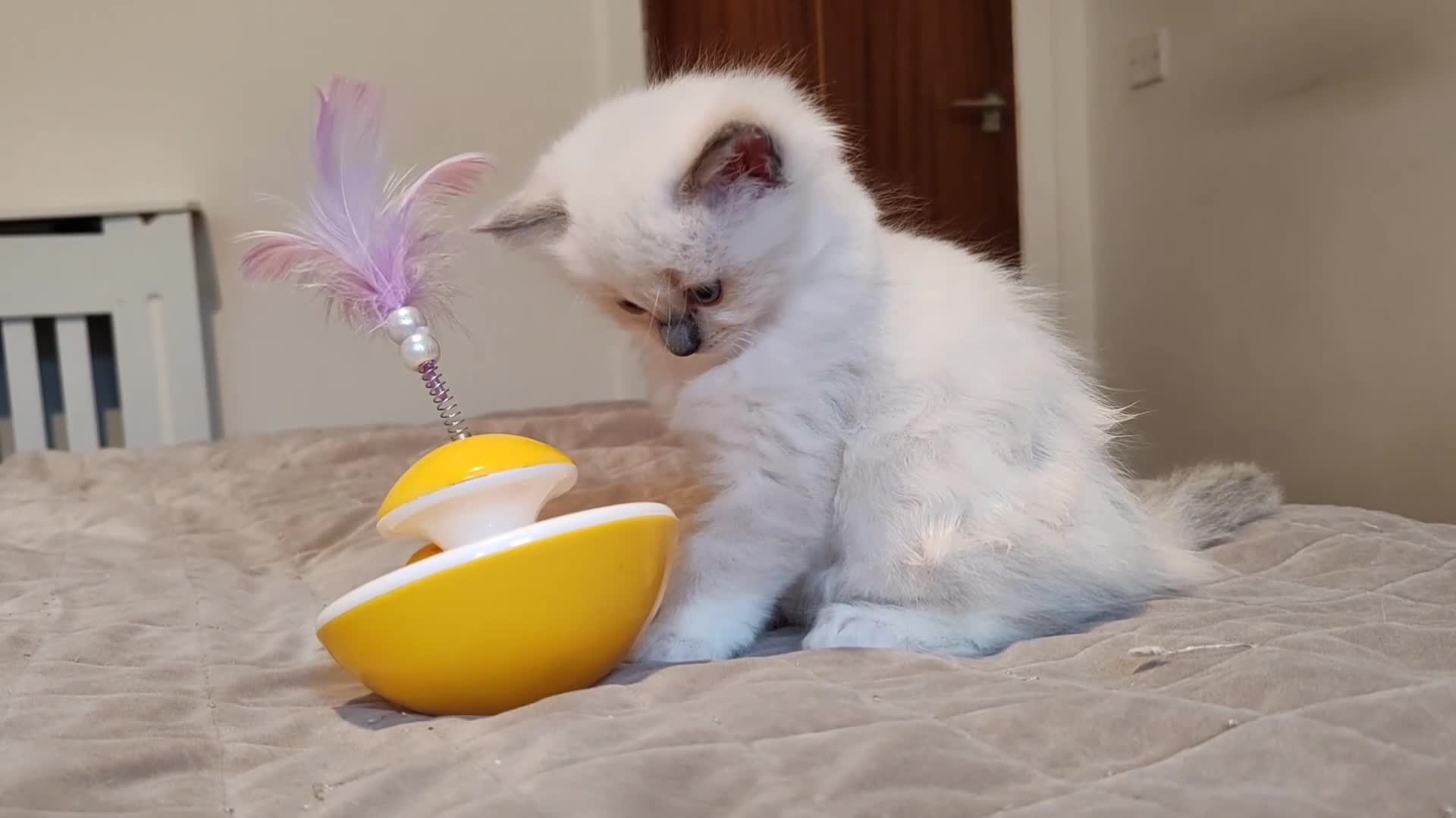 Ragdoll cats for sale: Ragdoll kittens - 1 girl & 2 boys - Video 1