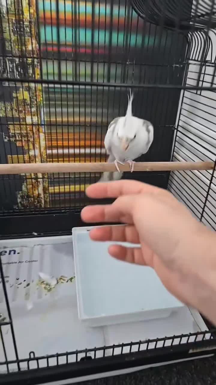 Cockatiels birds for sale: Hand tame cocktail  in Oswestry - Video 1