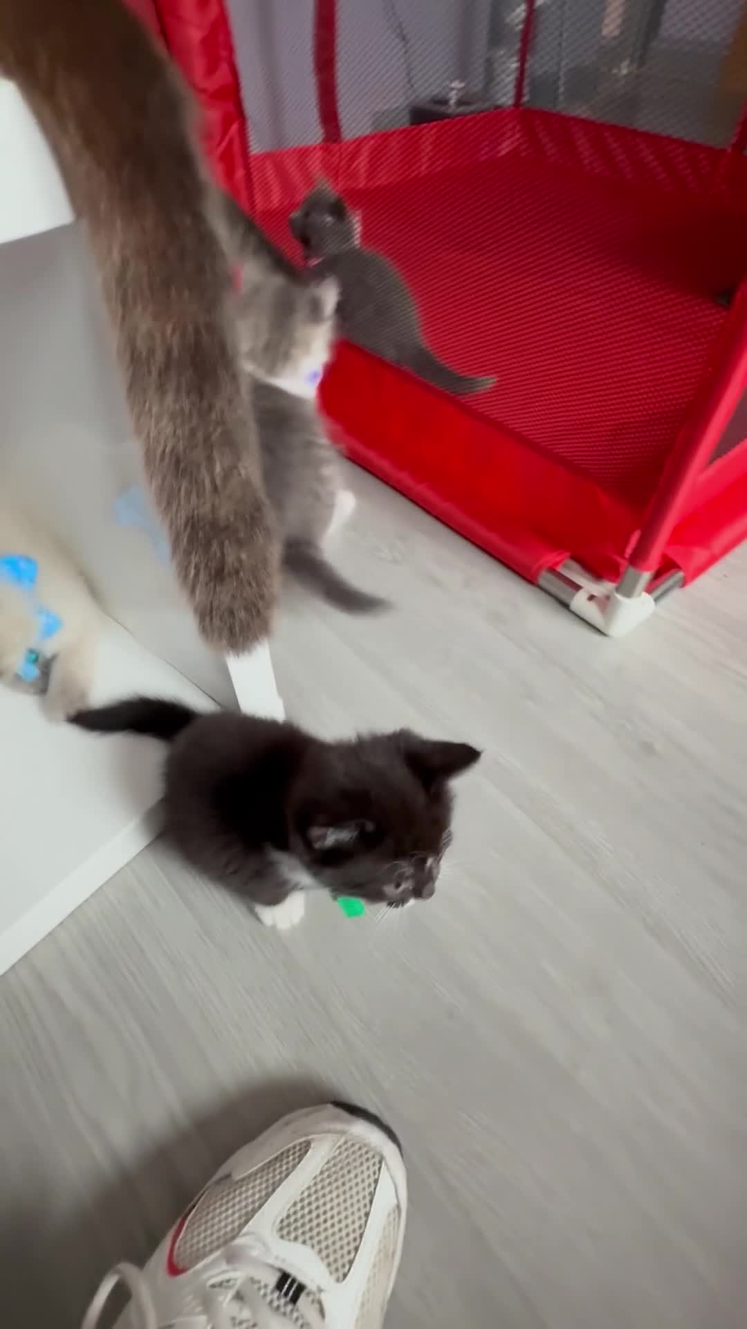 British Shorthair cats for sale: Beautiful bred British shorthairs  - Video 1