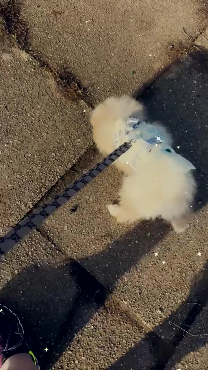 Pomeranian dogs for sale: Pomeranian merl boy teddy  in Manchester - Video 3