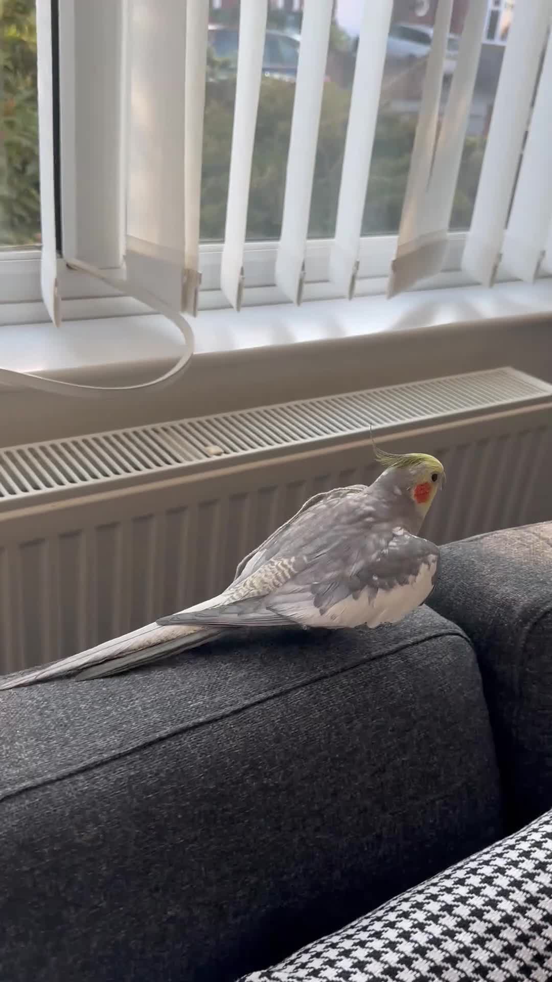 Cockatiels birds for sale: Cockatiel -A loving home wanted  in Nottingham - Video 1