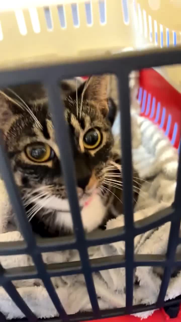 Domestic Shorthair cats for sale: Cat for sale  in Stoke-on-Trent - Video 1