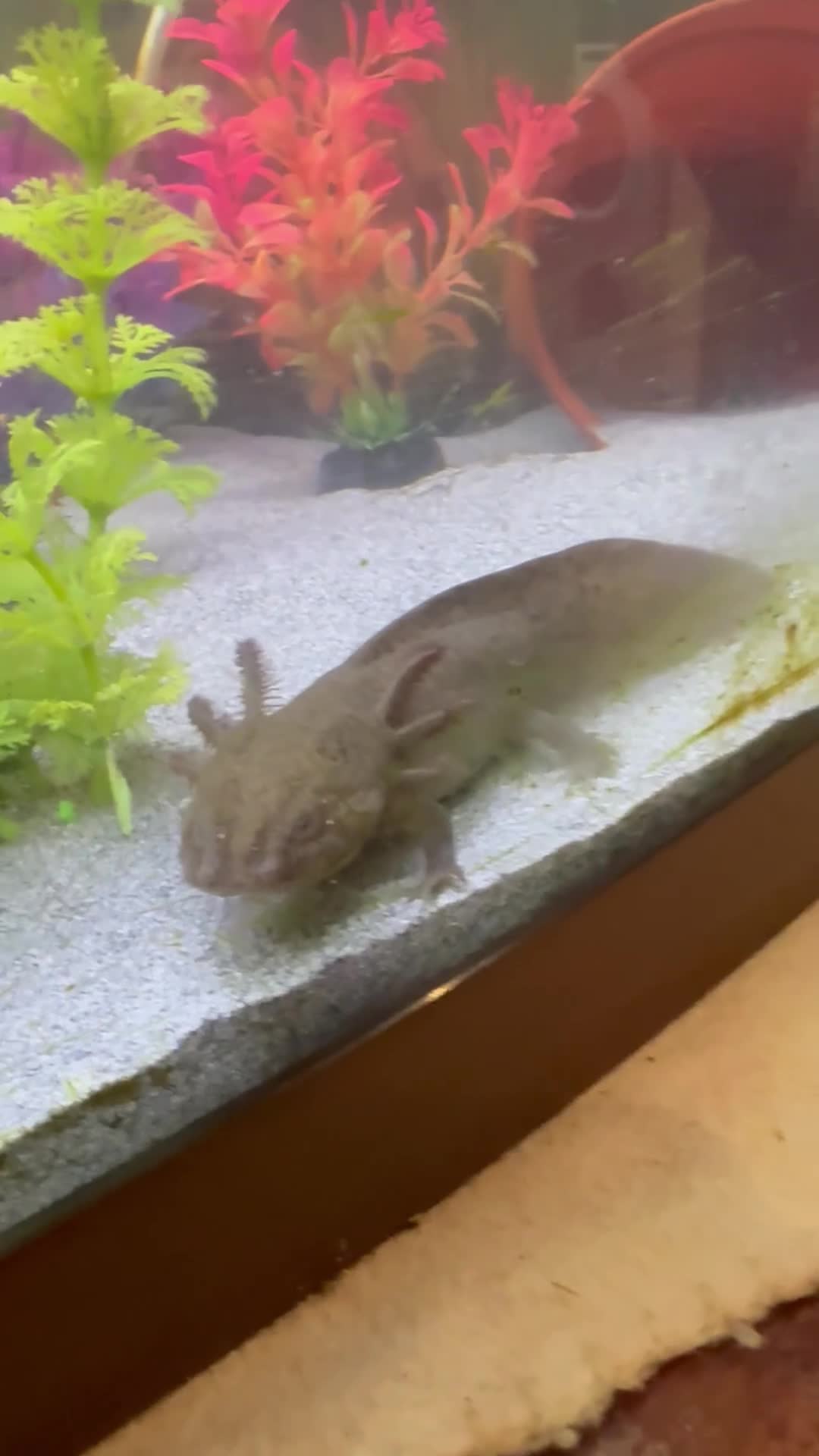 Axolotl reptiles for sale: Axalotols and tank  - Video 1