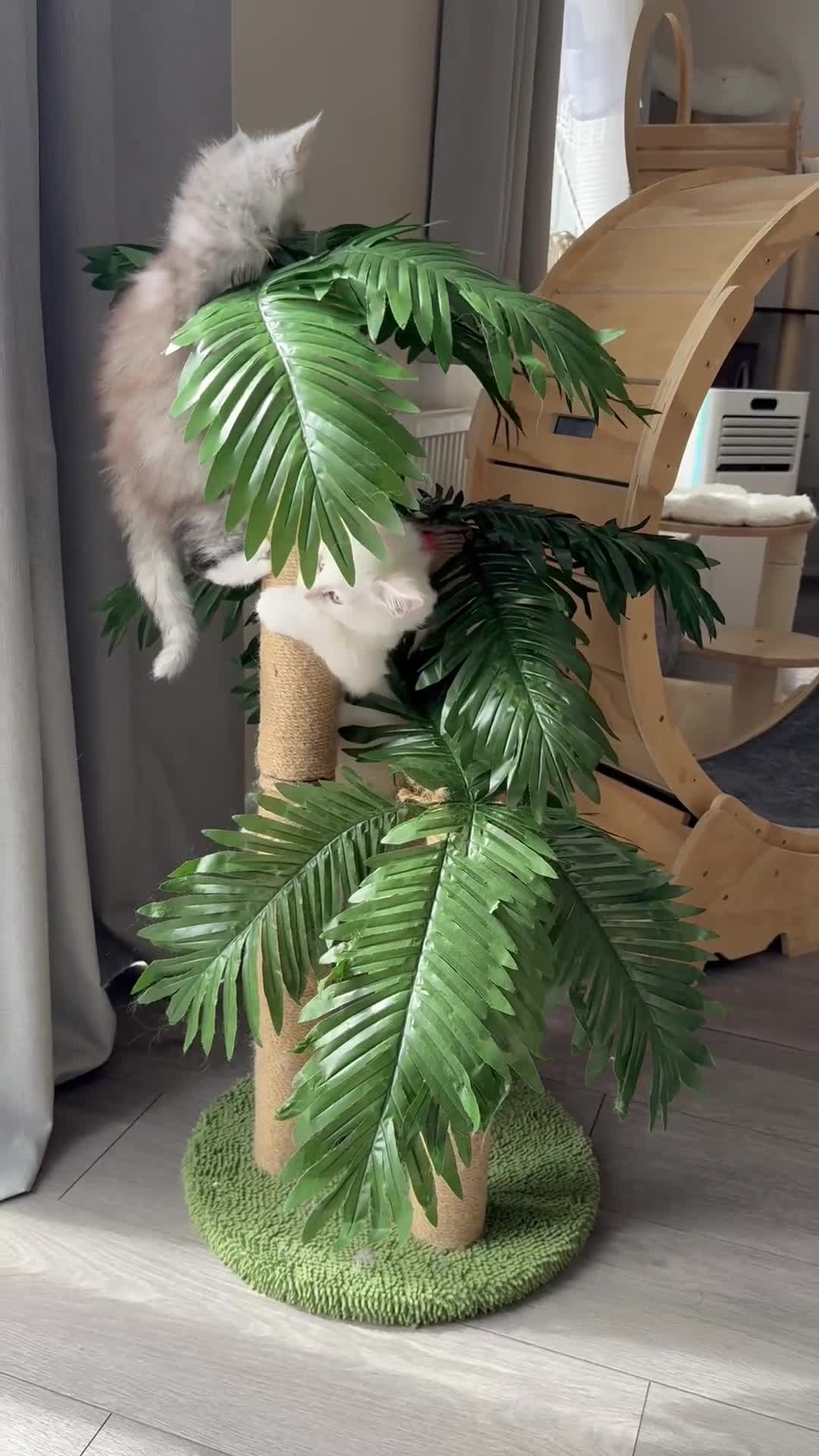 Maine Coon cats for sale:     🌟🌟Amazing Kittens Maine Coon 🌟🌟 - Video 3