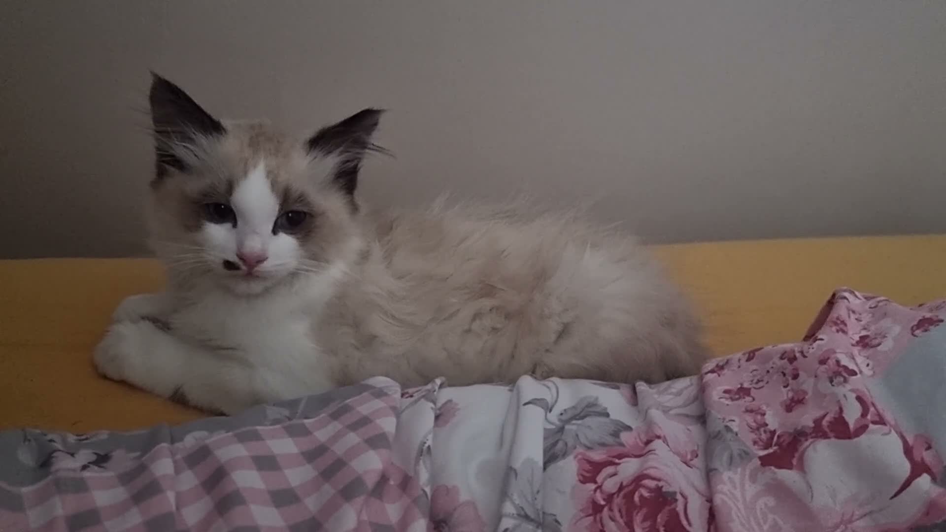 Ragdoll cats for sale: 💙 Beautiful Ragdoll boy looking for the family 💙 - Video 1