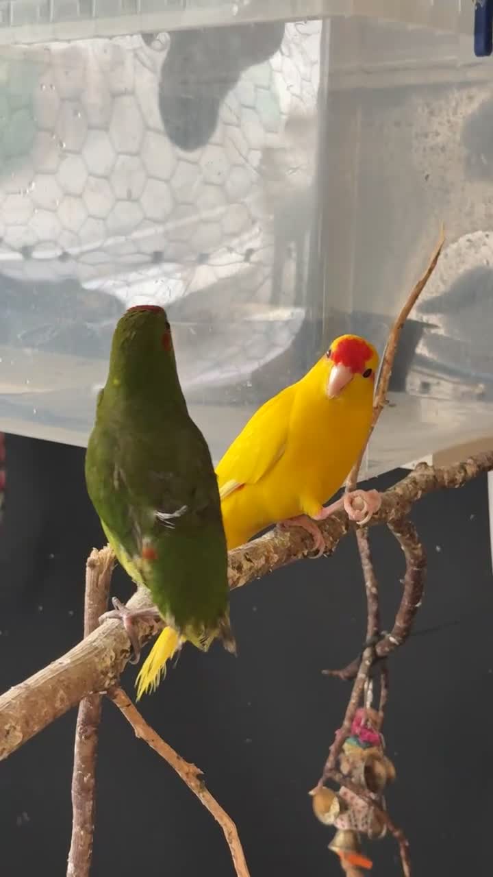 Parakeets birds for sale: 2 kakarikis for spa £100 each  - Video 1