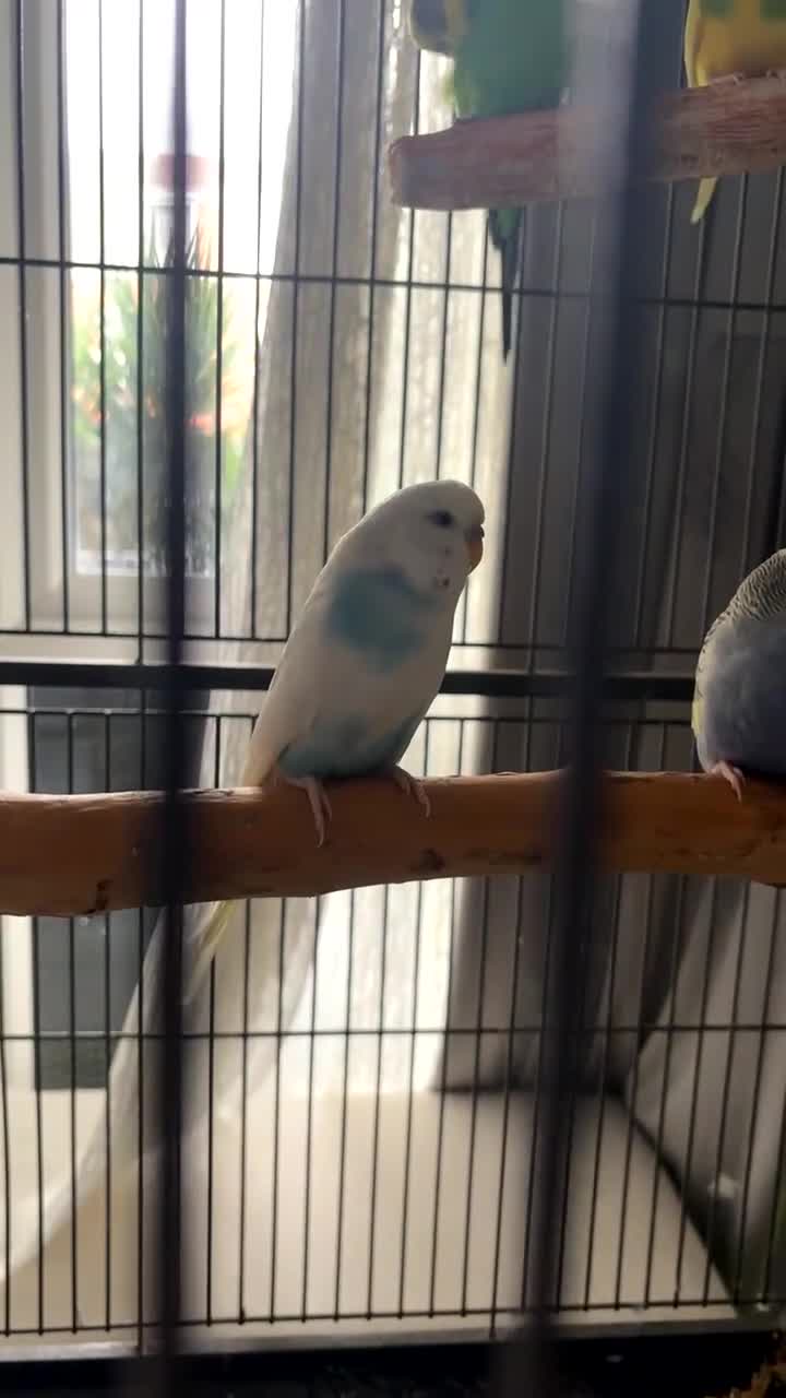 Budgerigars birds for sale: 6 budgies for sale beautiful colpurs - Video 2