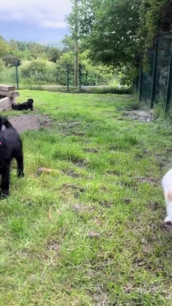 Labradoodle dogs for sale: F1 labradoodle pup. Parents health tested & KC reg - Video 1