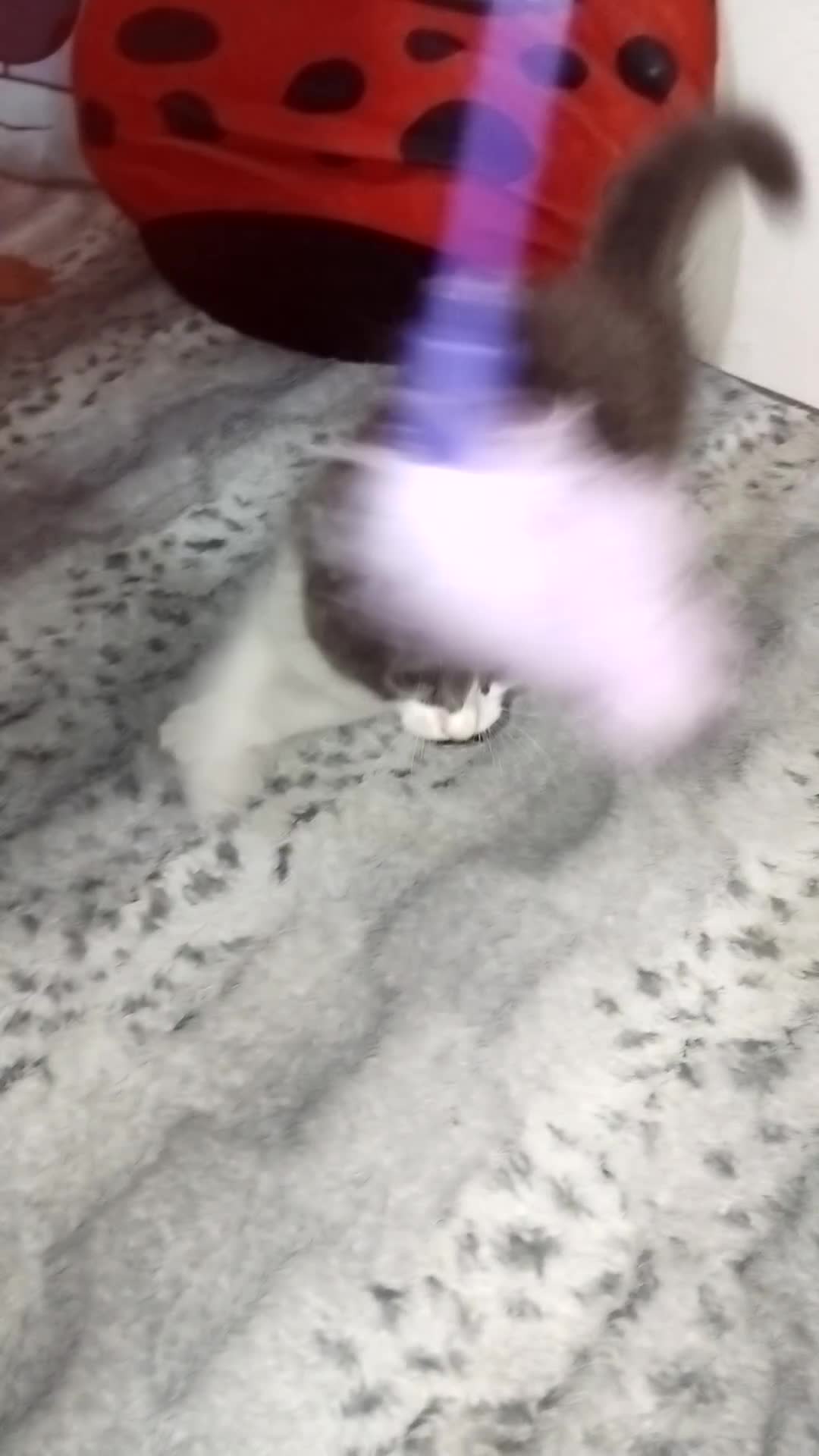 Mixed Breed cats for sale: Mix maine cone kittens  - Video 1