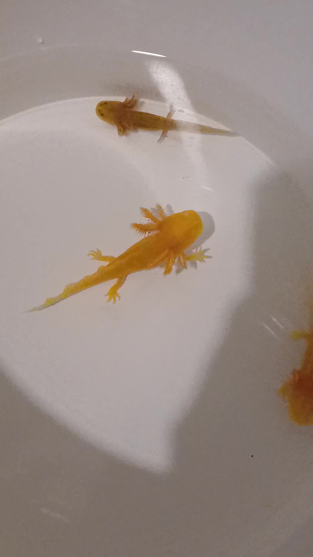 Other/Mixed Breed fish for sale: Axolotls babies gold and copper  - Video 2