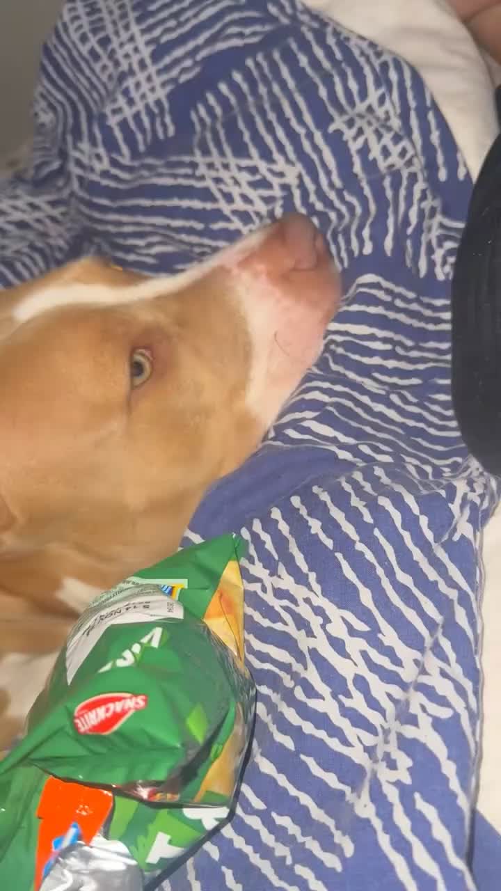 American Bully dogs for sale: This is pip in Gillingham - Video 2