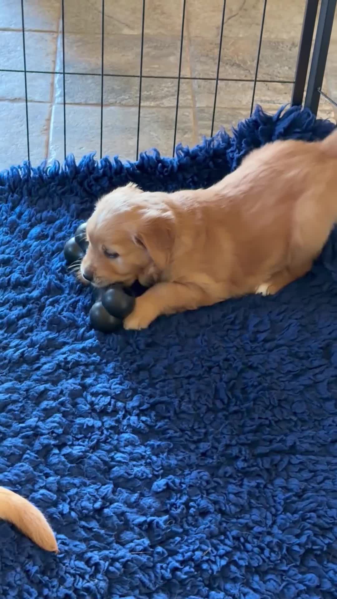 Golden Retriever dogs for sale: KC Golden Retriever litter in Malvern - Video 1