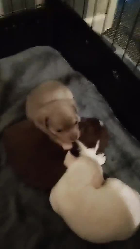 Chihuahua dogs for sale: For sale 2 male chihuahua puppys - Video 1