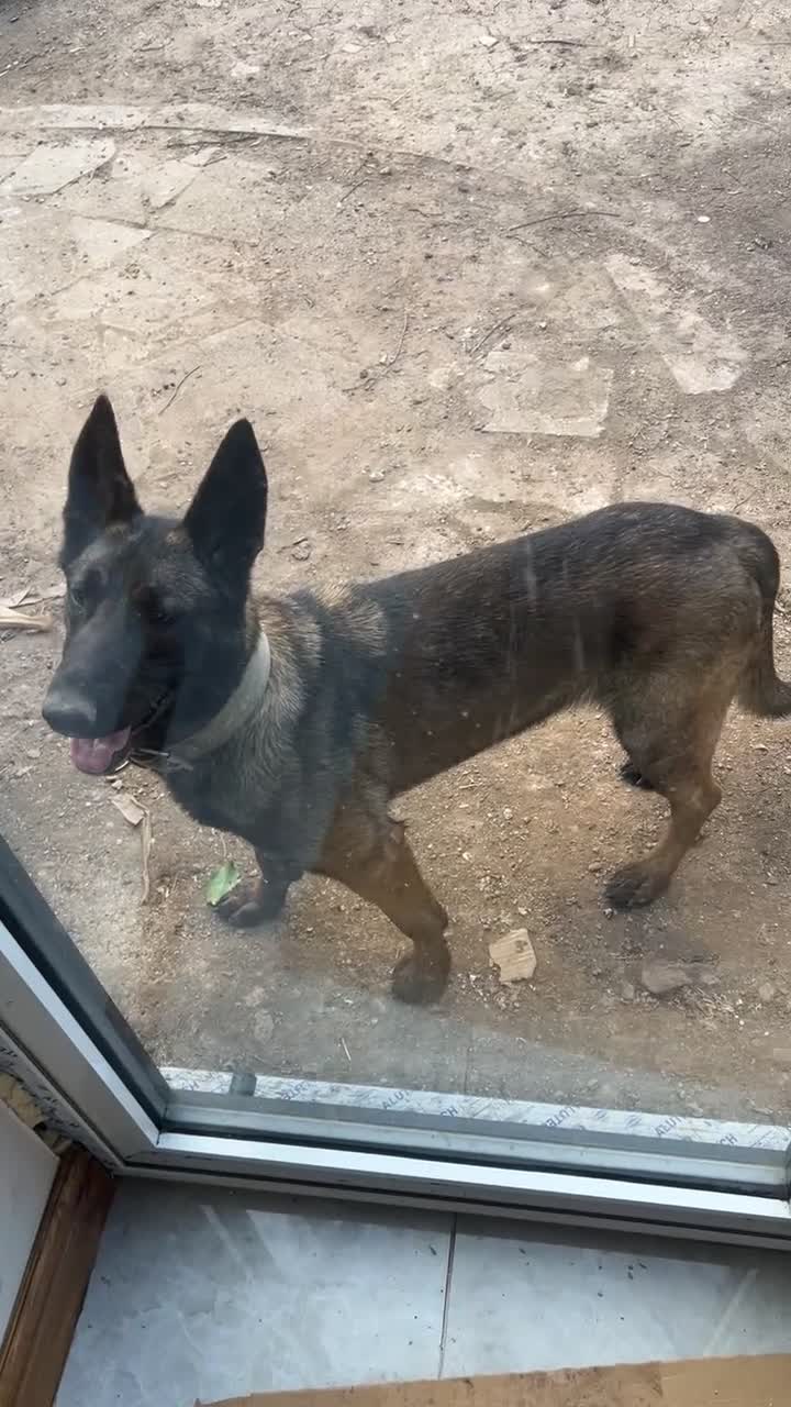 Belgian Shepherd Dog dogs for sale:  Belgian Malinois KC Bloodline Puppies - Video 3