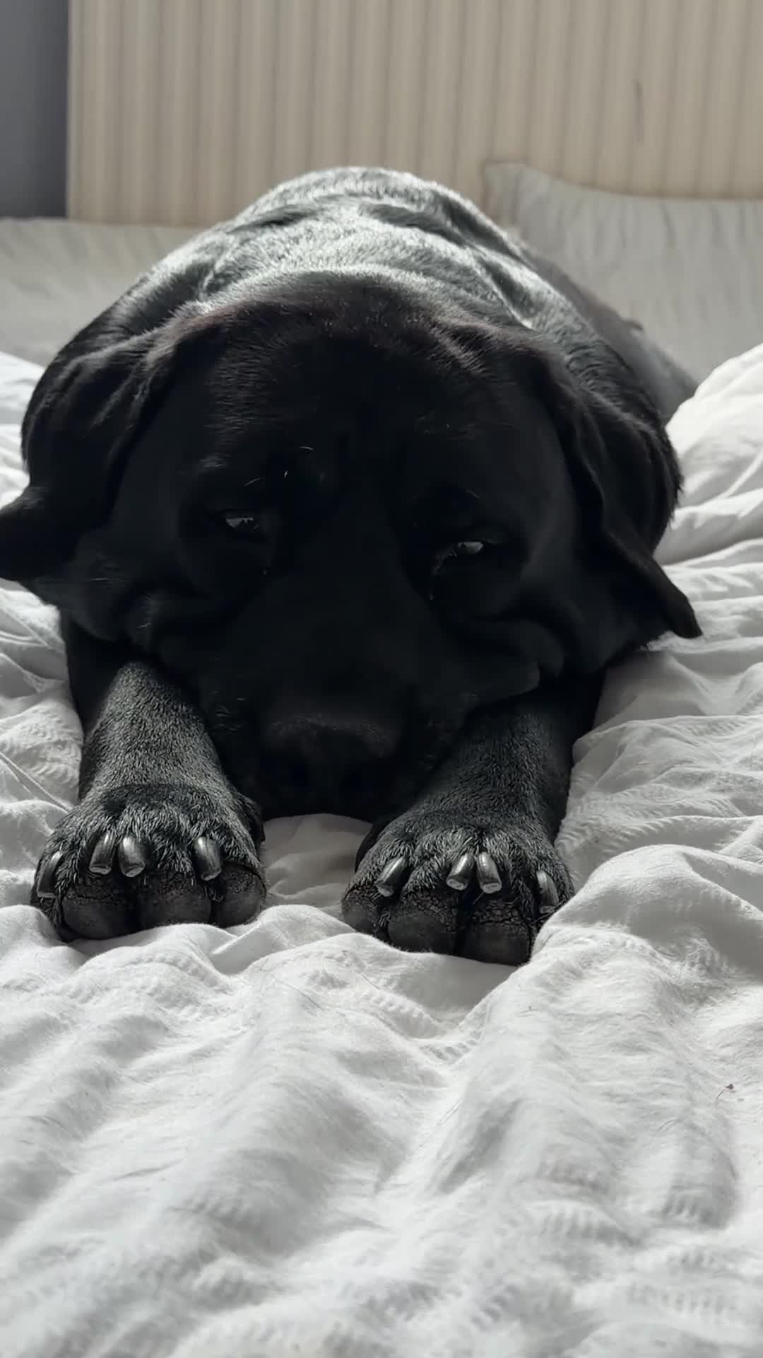 Mixed Breed dogs for stud: Labrador retriever mixed (advised Rottie/corso) in Portsmouth - Video 1