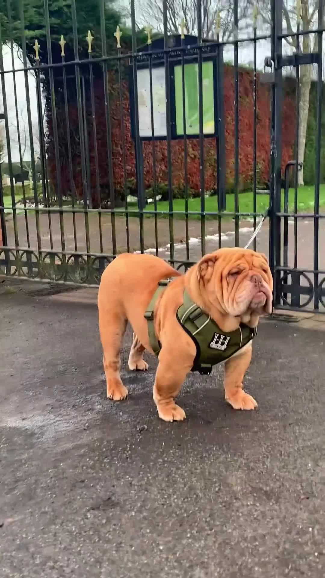 English Bulldog dogs for stud: Fluffy carrier British bulldog stud  - Video 3