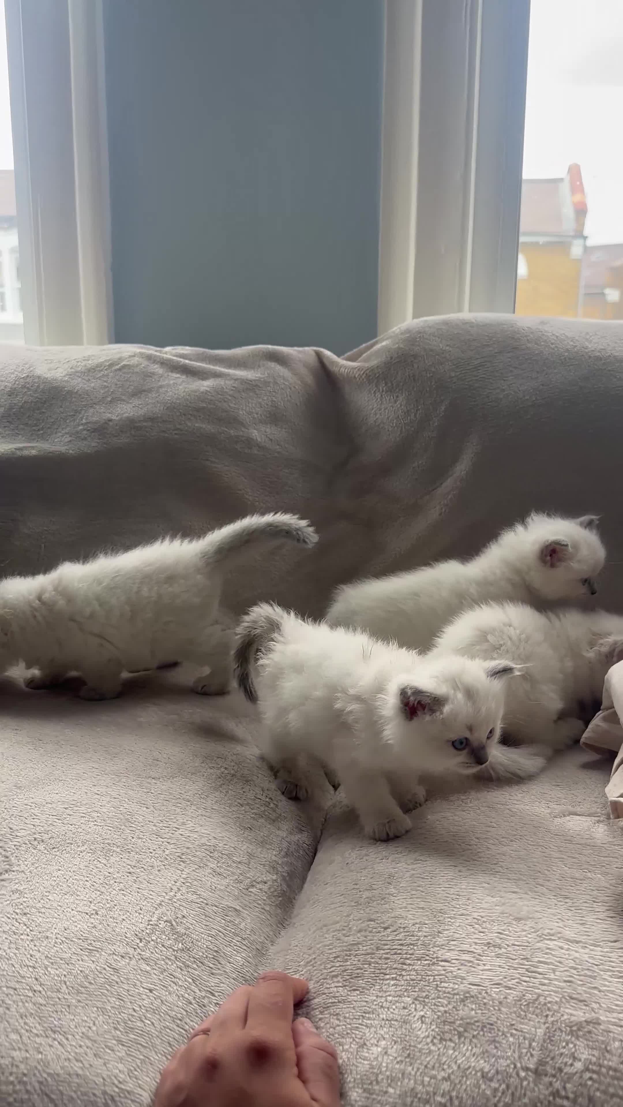 Ragdoll cats for sale: Ragdoll kittens for sale  - Video 1
