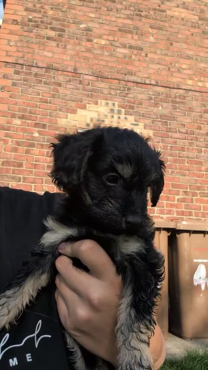 Cockapoo dogs for sale: Cockapoo pups f2b ready to leave 7th October  in Manchester - Video 1