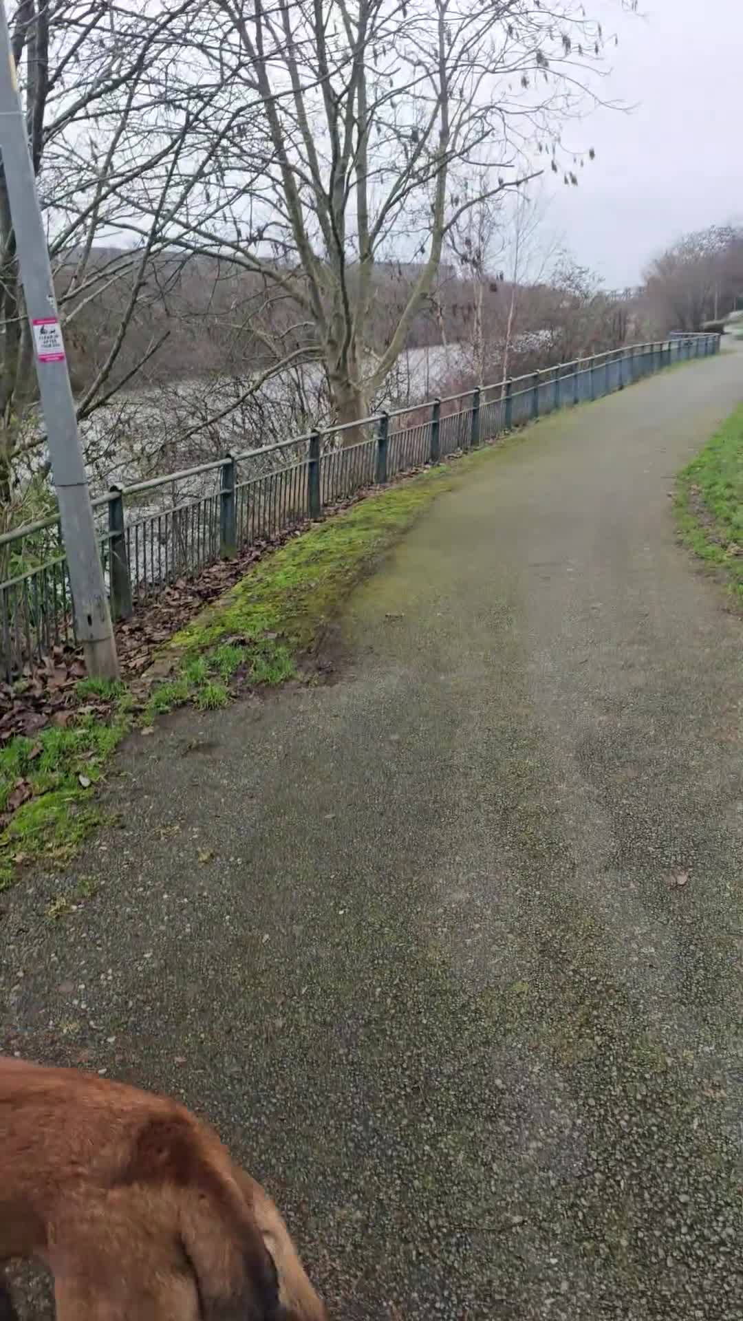 Belgian Shepherd Dog dogs for sale: 8 months old male Belgian Malinois  - Video 5