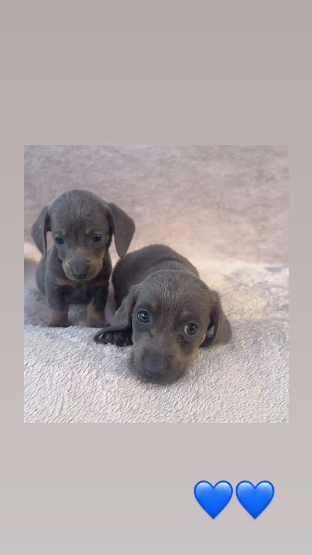 Dachshund dogs for sale: ❤️ Dachshund puppies ❤️ - Video 1