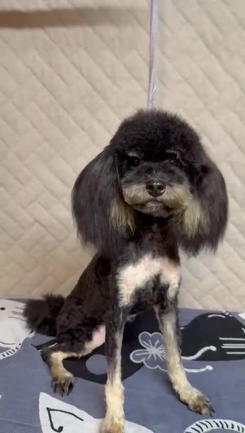 Miniature Poodle dogs for adoption: Lola: The Tiny Poodle Who Survived the Darkness - Video 1