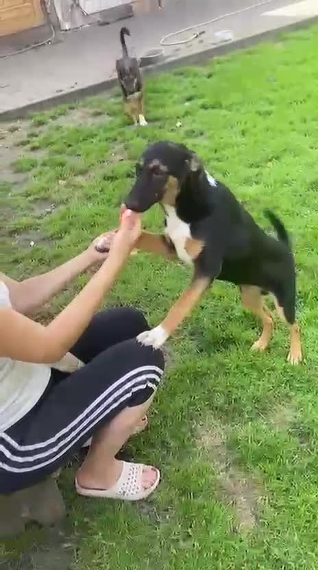Mixed Breed dogs for adoption: 💙🐶 BAX 🐶💙 - Video 1