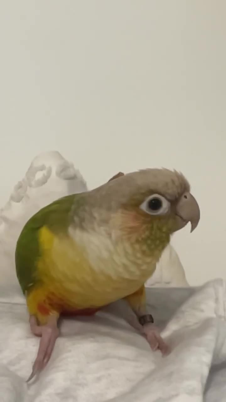 Conures birds for sale: Pineapple Conure  in Ludlow - Video 2