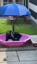 Mixed Breed dogs for sale: 6 month old Labrador crossed with French bulldog  in Manchester - Video 1