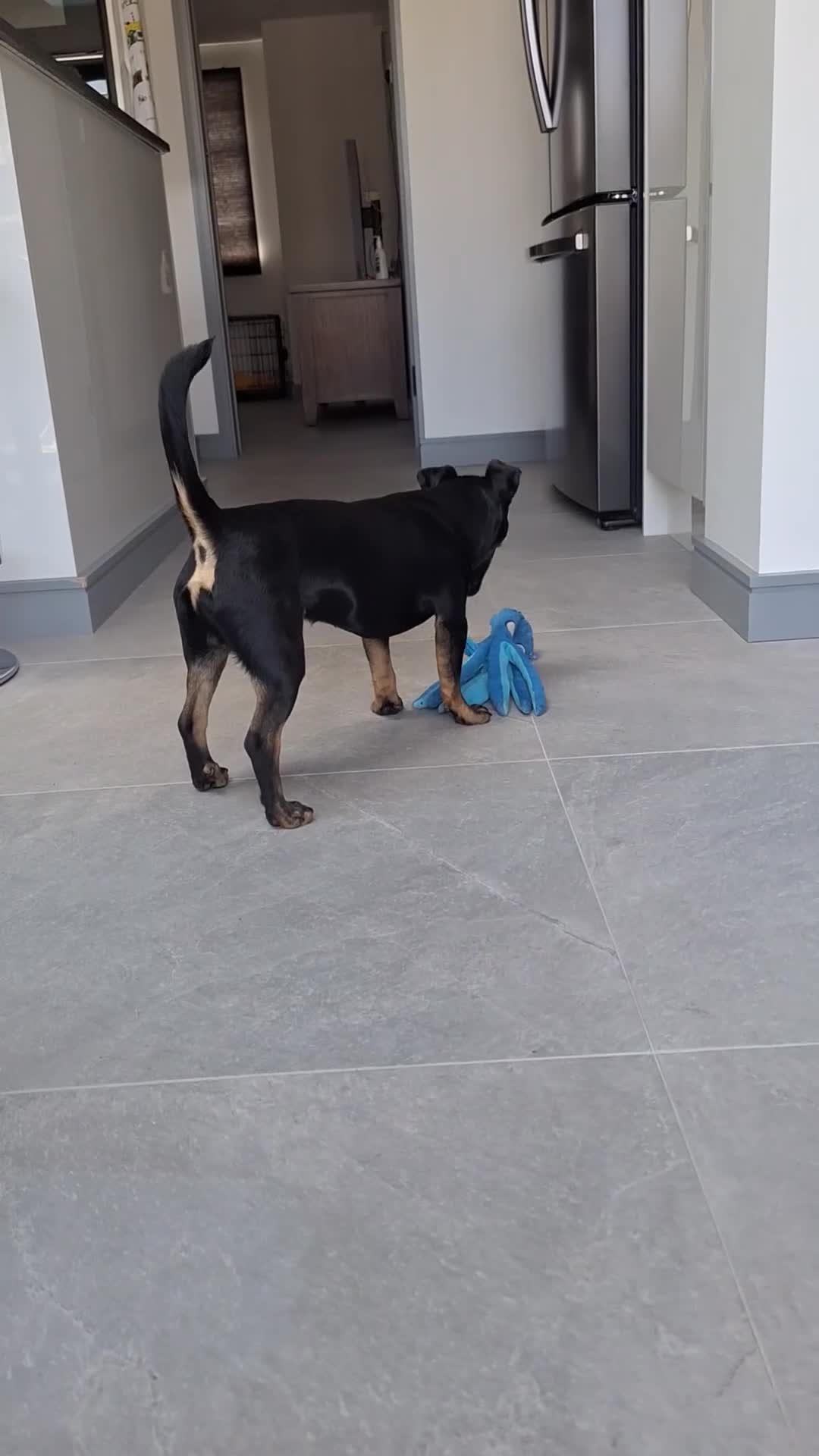 Jack Russell dogs for stud: Jack Russel stud - Nero - Video 1