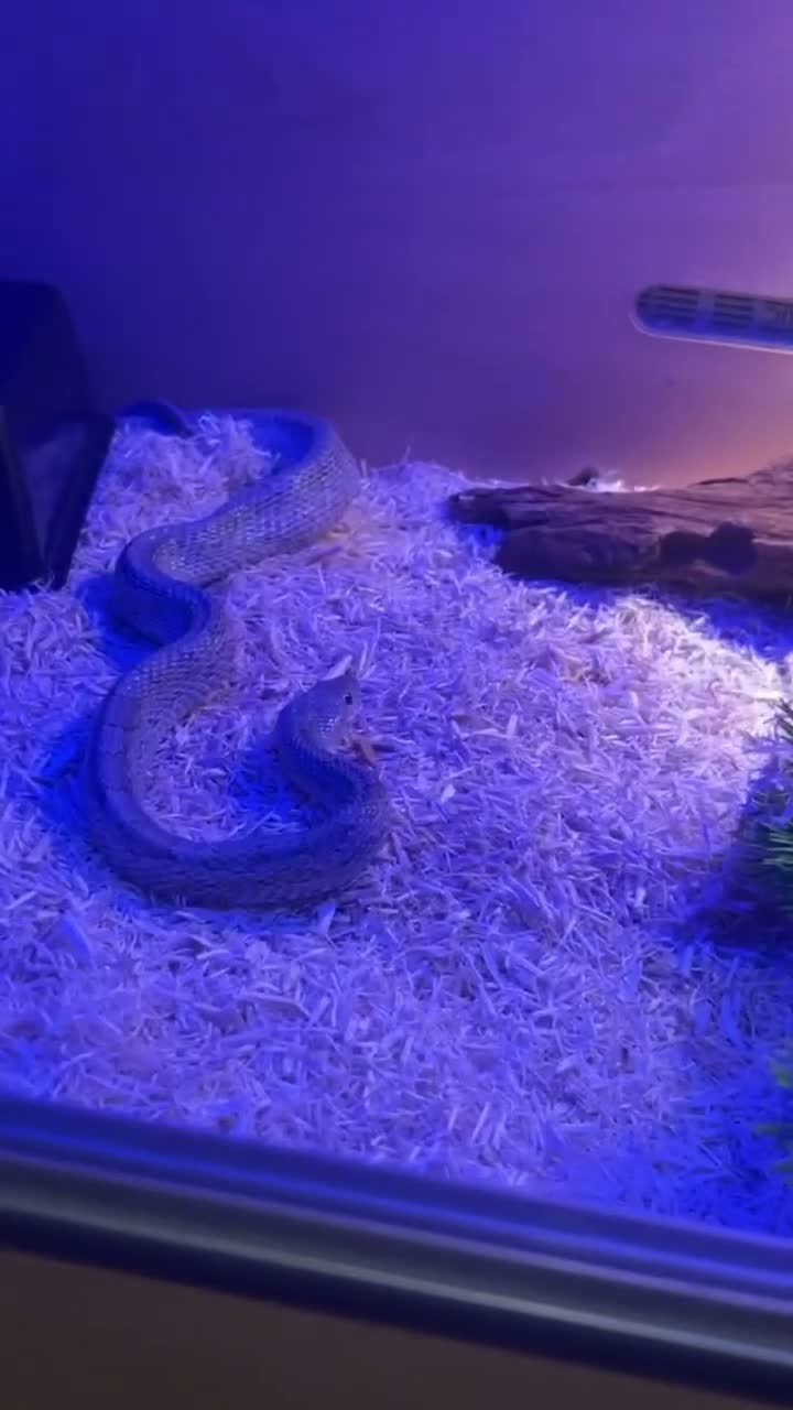 Corn Snake reptiles for sale: 3yr old Corn snake for sale - Video 1