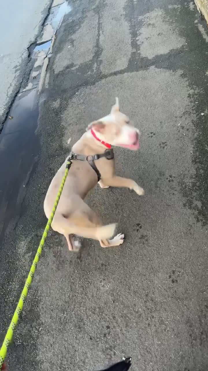 American Bulldog dogs for sale: Female American bulldog  in Grimsby - Video 1