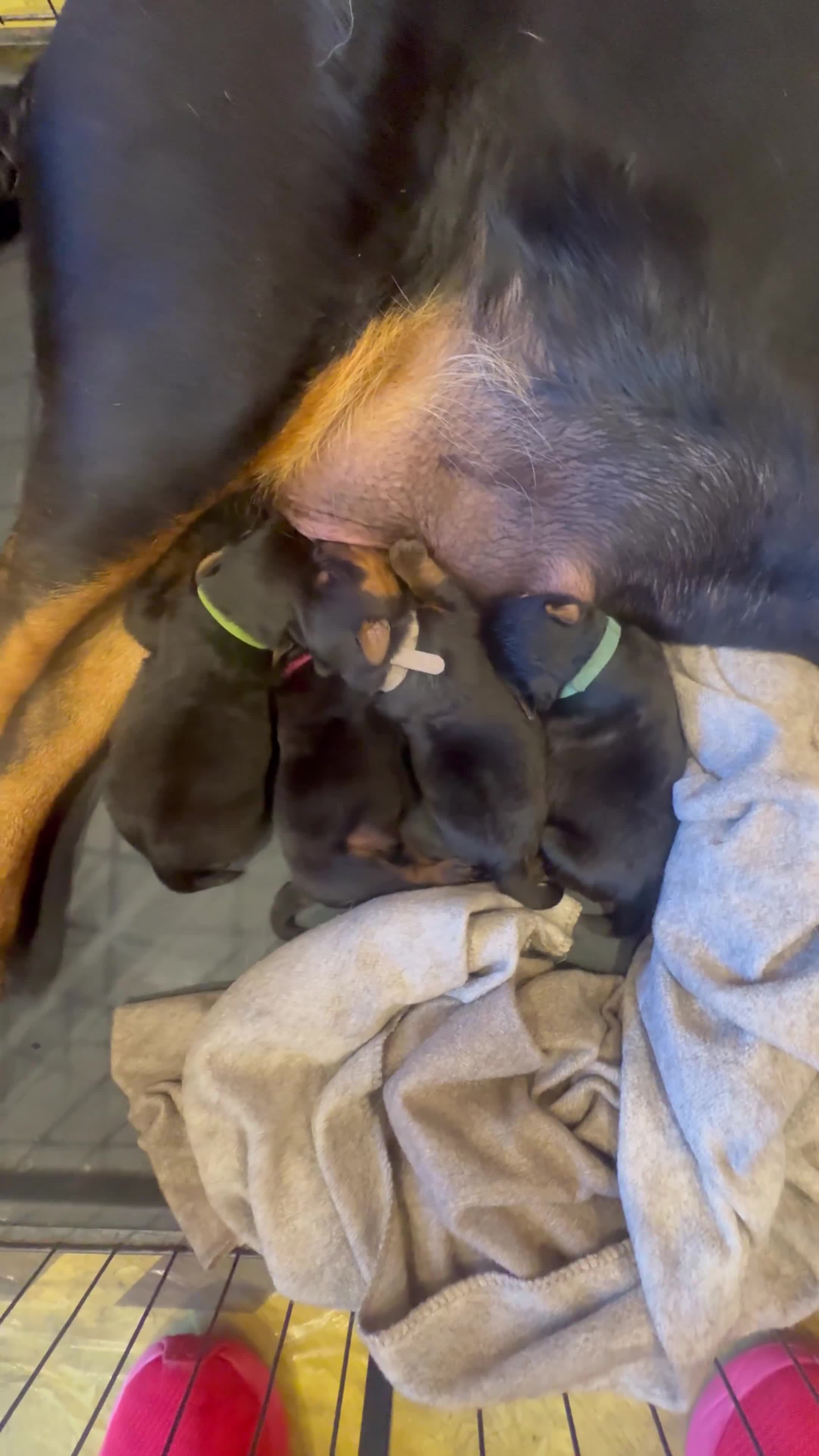 Rottweiler dogs for sale: Chunky Rotwieler pups for sale  - Video 1