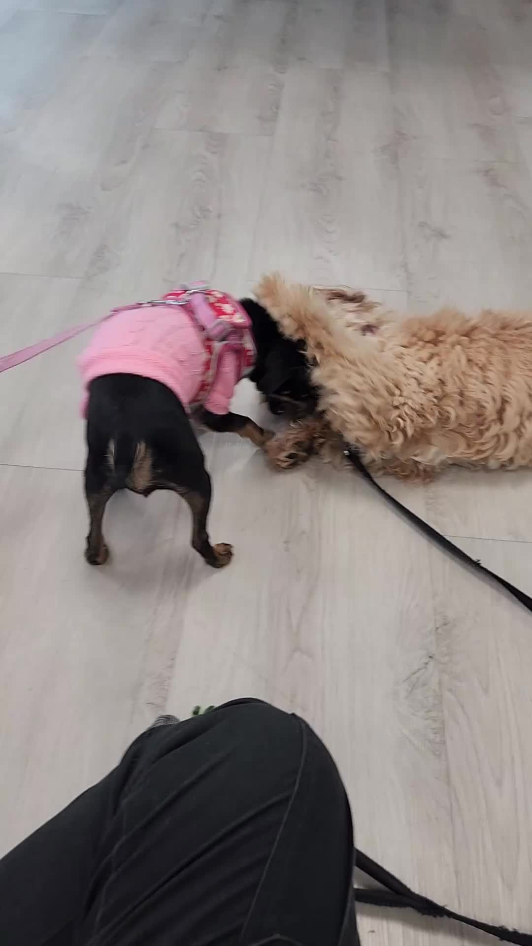 Cavapoo dogs for stud: Stunning & Gentle F1 Cavapoo Available for Stud in Salford - Video 2