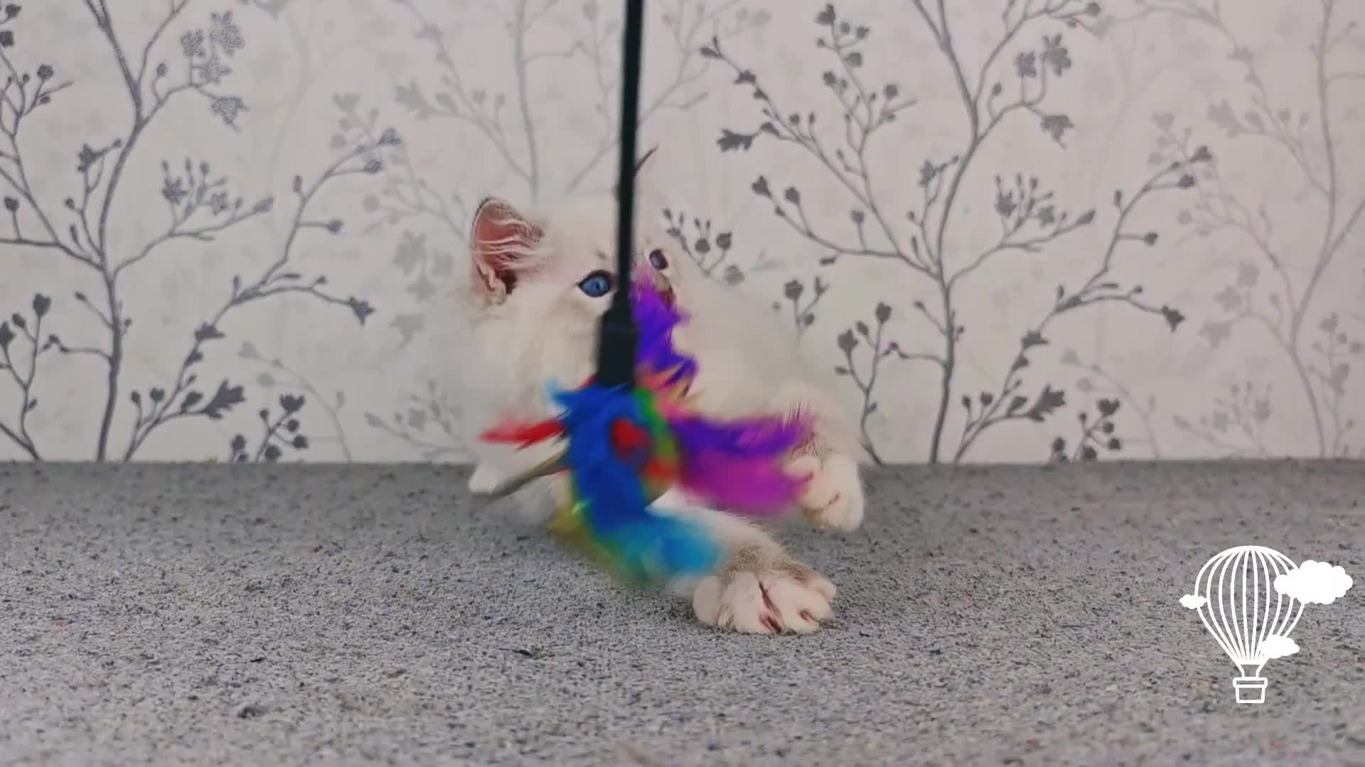 Ragdoll cats for sale: Regional Winner READY TO Go LAST BOY AND GIRL - Video 1