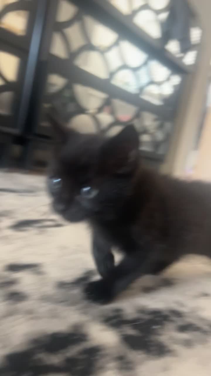 Mixed Breed cats for sale: black kittens  - Video 1
