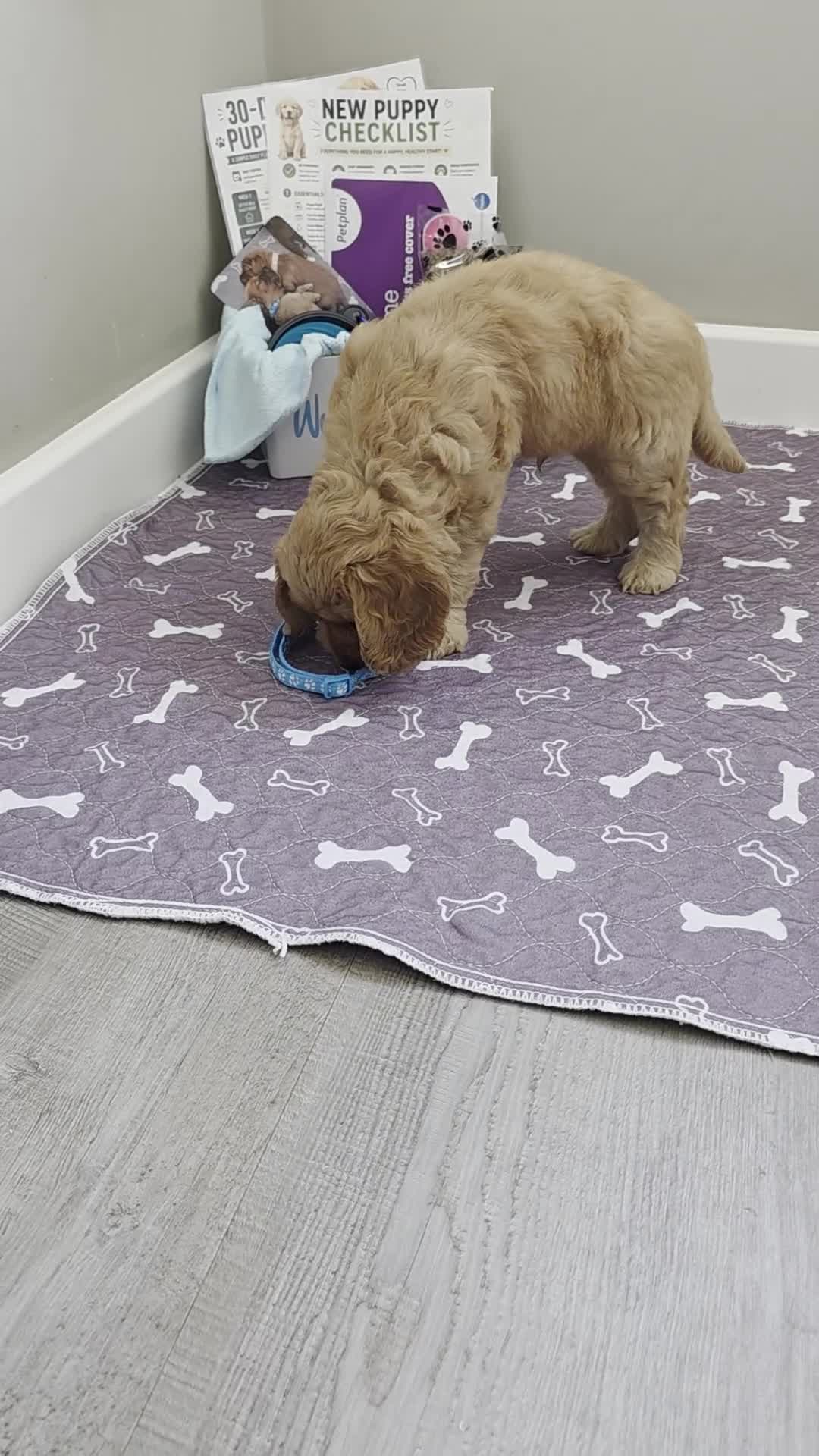 Cockapoo dogs for sale: 2 ADORABLE male Cockapoo puppies available!  - Video 1