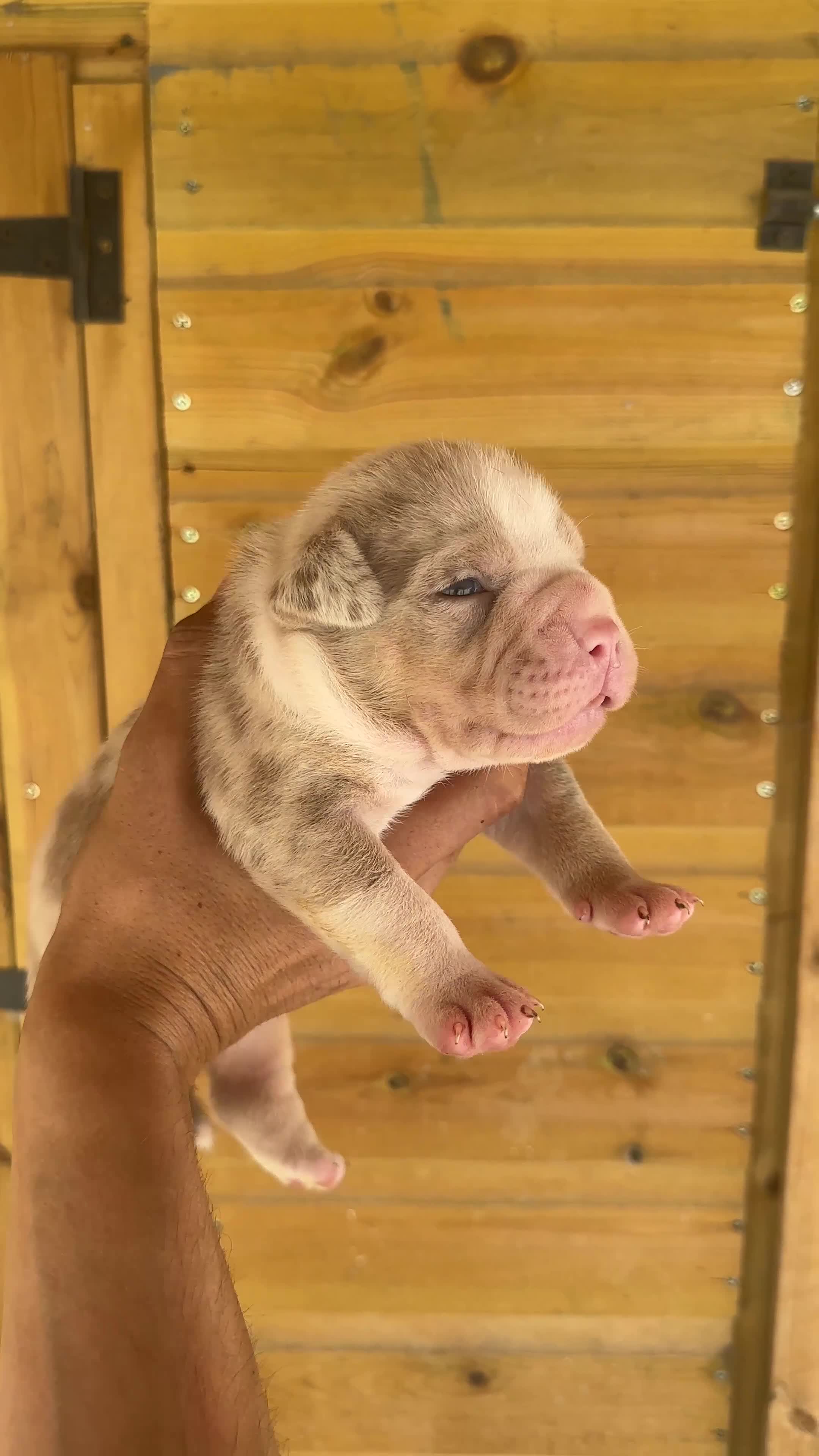 American Bully dogs for sale: Exotic/Pocket Bully's in Basildon - Video 2